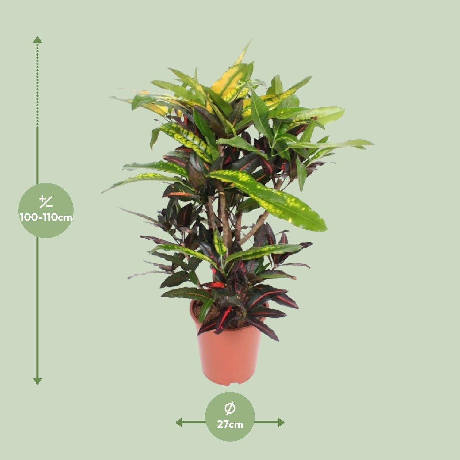 Croton - Codiaeum Mango - Ø27cm - ↕110cm