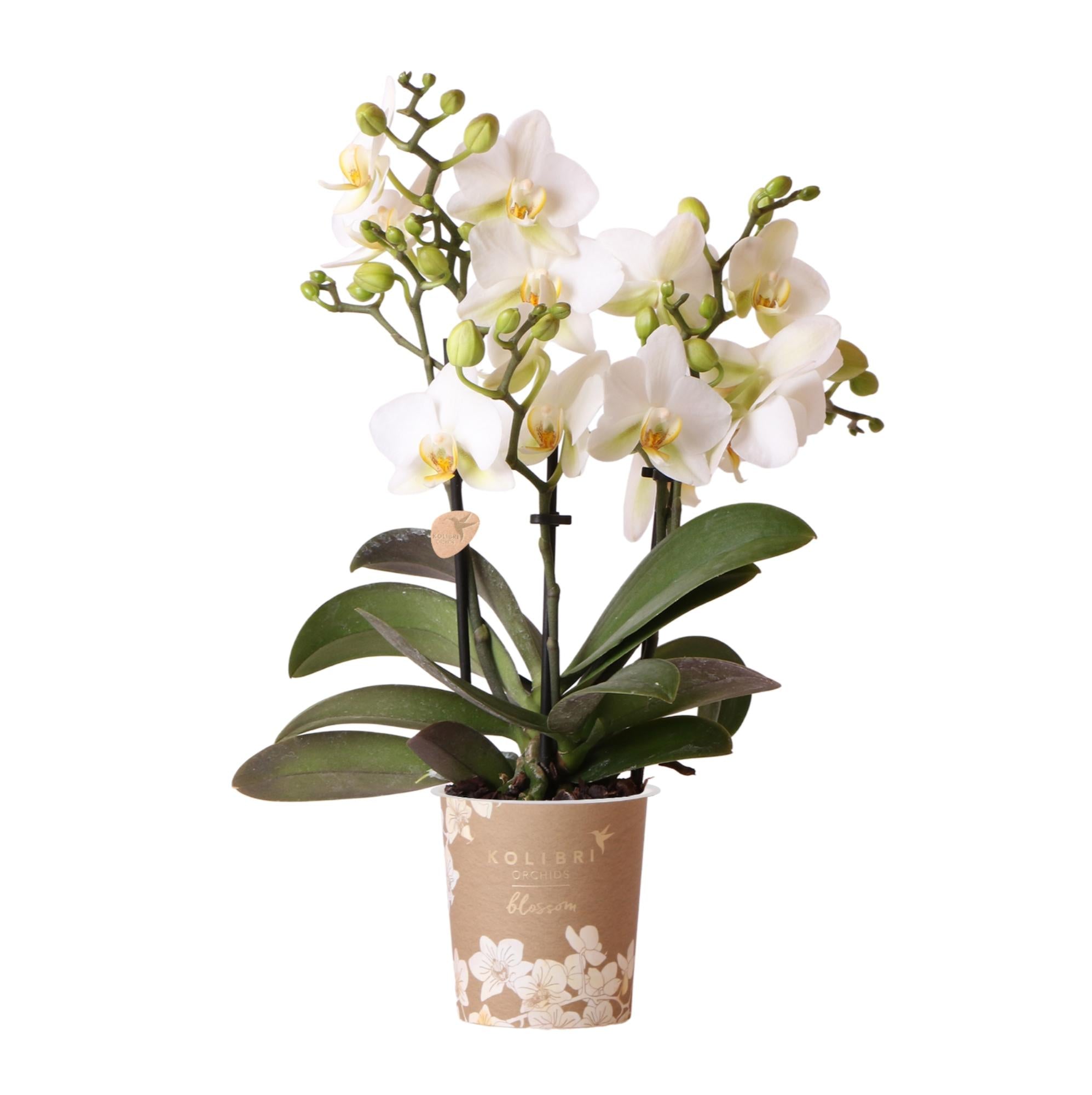 Witte Phalaenopsis Orchidee - Lausanne - Ø9cm