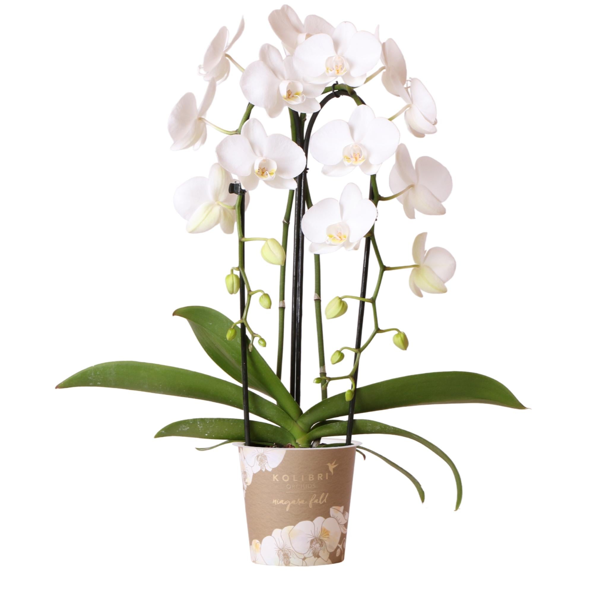Witte Phalaenopsis Orchidee - Niagara Fall - Ø12cm