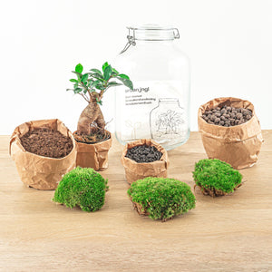 DIY terrarium - Jar - Ficus Ginseng bonsai - ↕ 28 cm - Normal Everspring