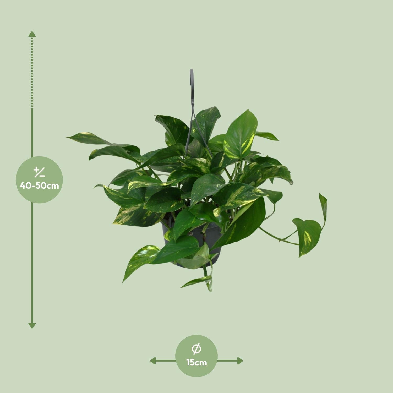 Drakenklimop - Scindapsus Epipremnum - Ø15cm - ↕45cm