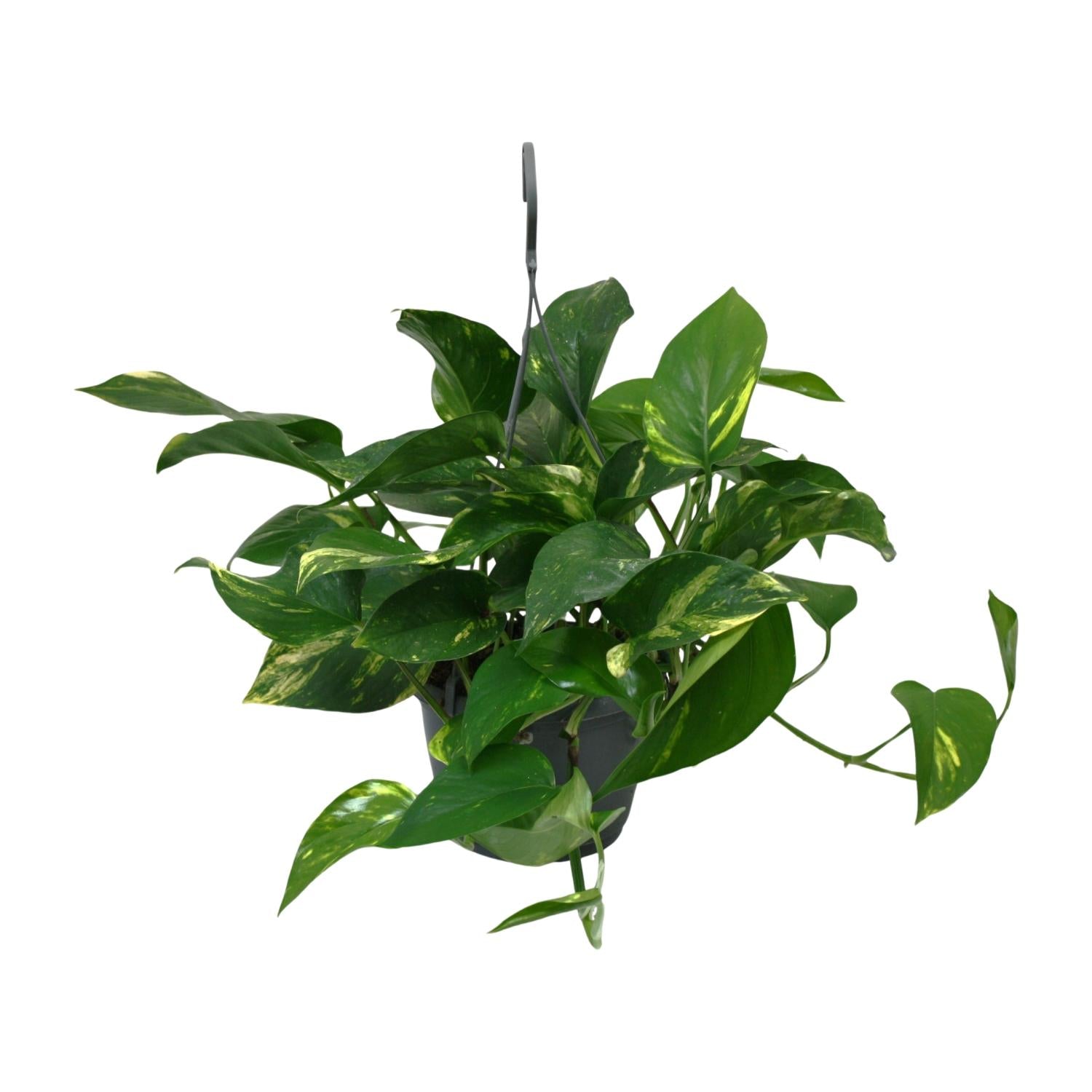 Drakenklimop - Scindapsus Epipremnum - Ø15cm - ↕45cm