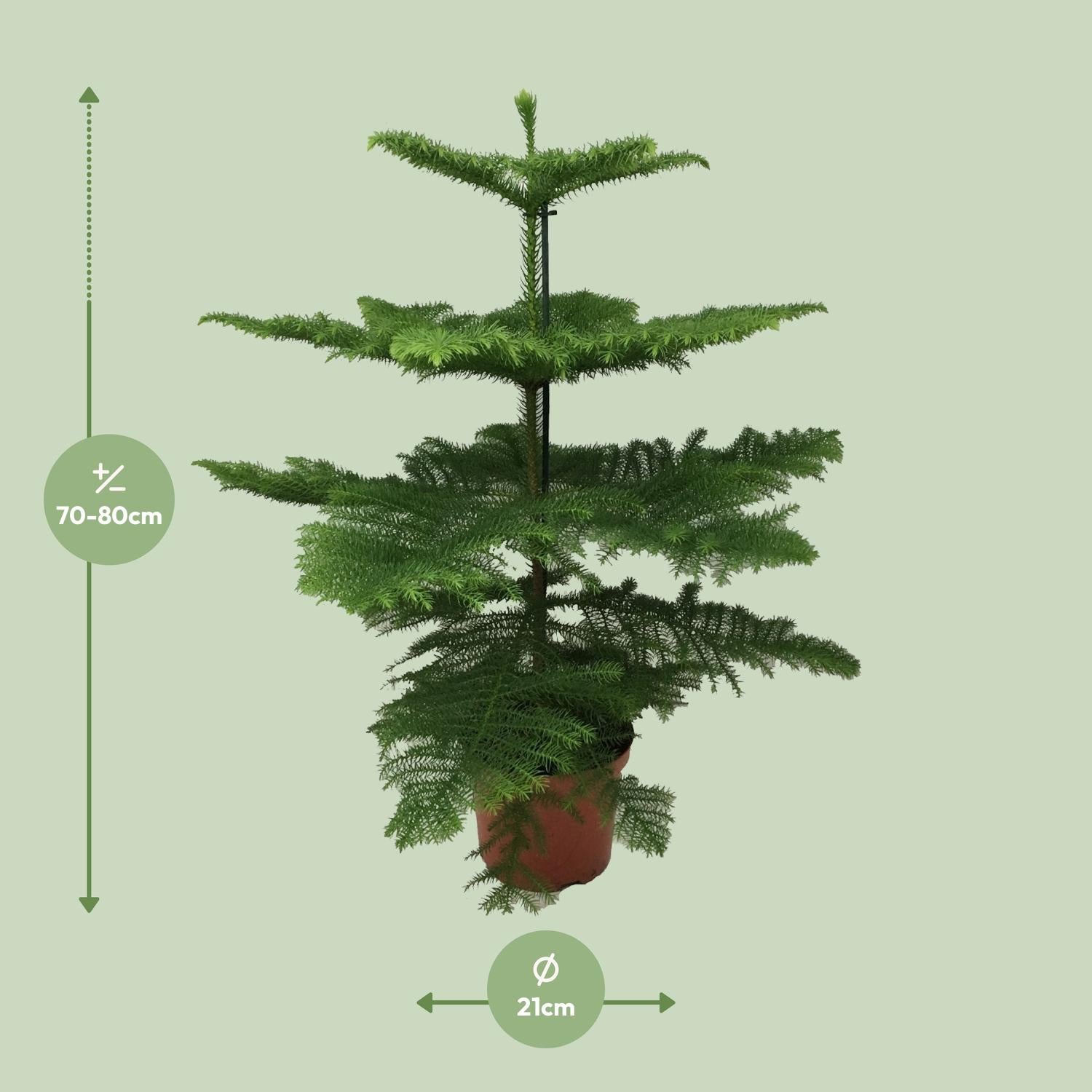 Tafelden - Araucaria Heterophylla - Ø21cm - ↕70cm
