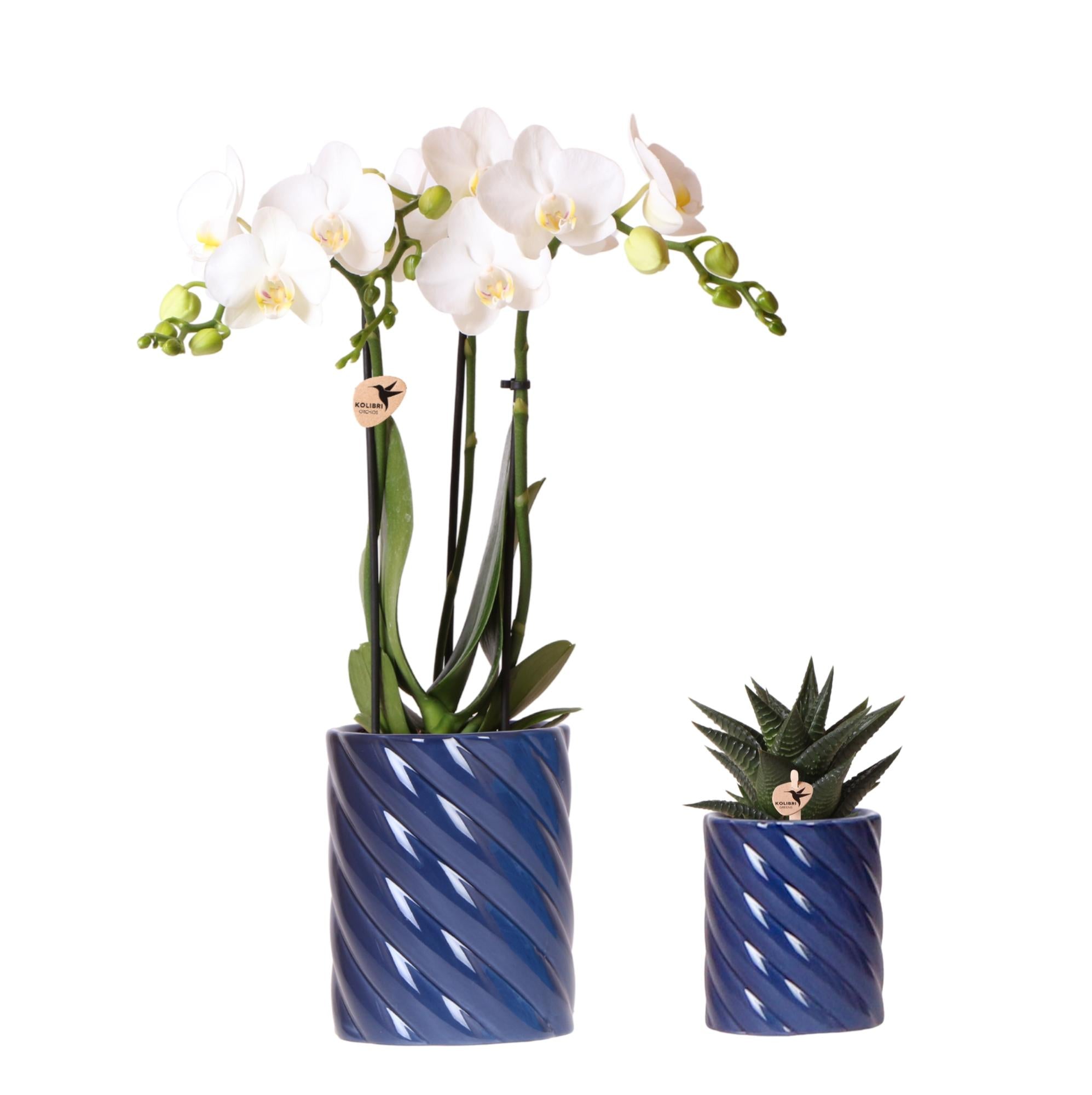 Set van witte orchidee Amabilis en succulent in Candy sierpotten blauw - potmaat Ø9cm & Ø6cm