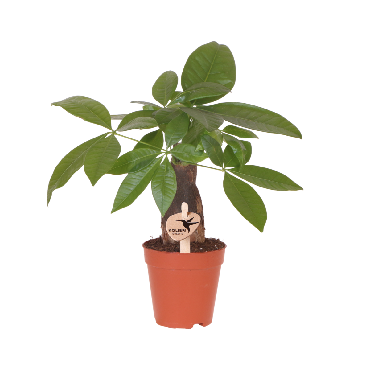 Geldboom - Pachira Aquatica - Ø9cm