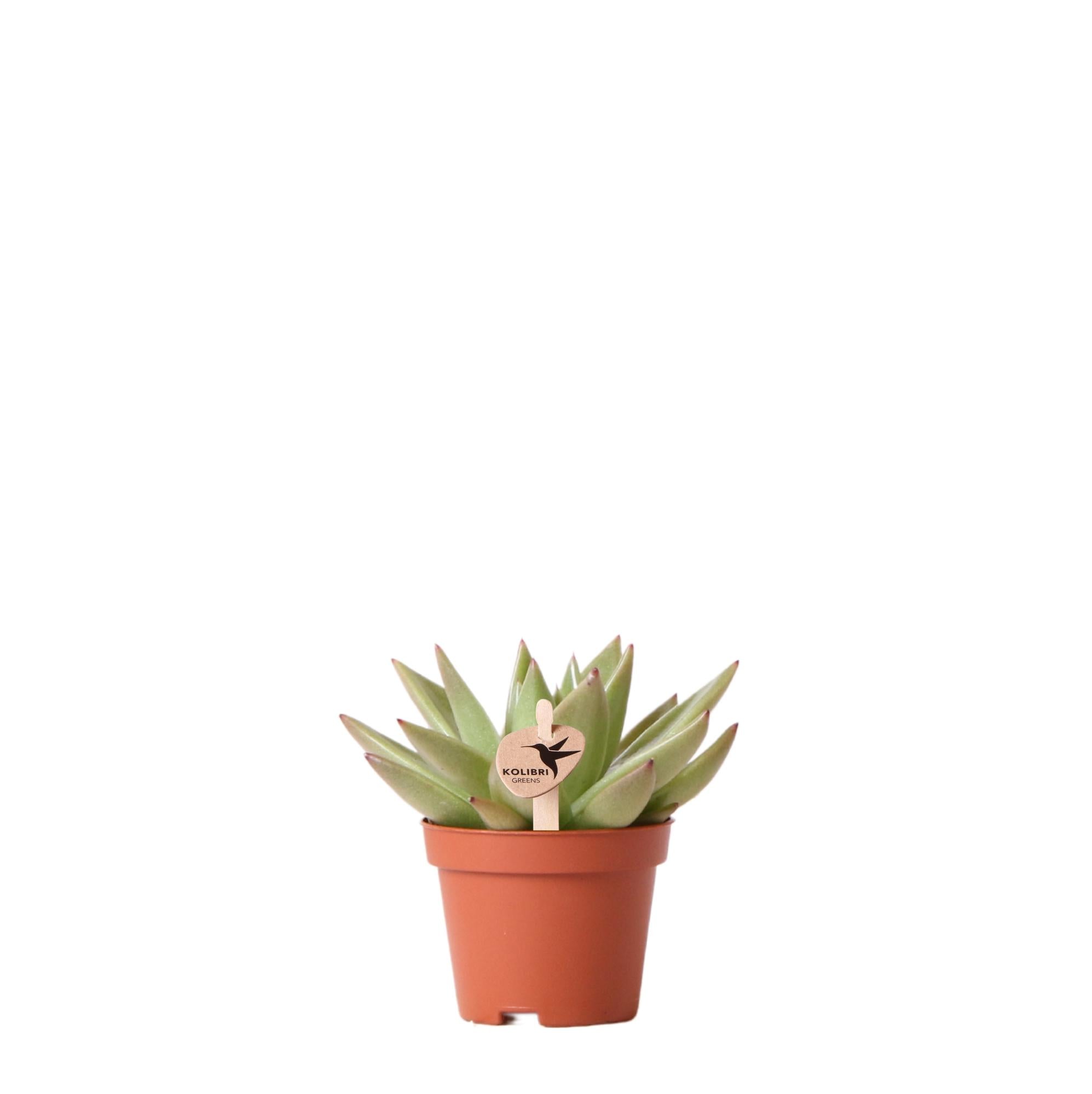 Echeveria Miranda