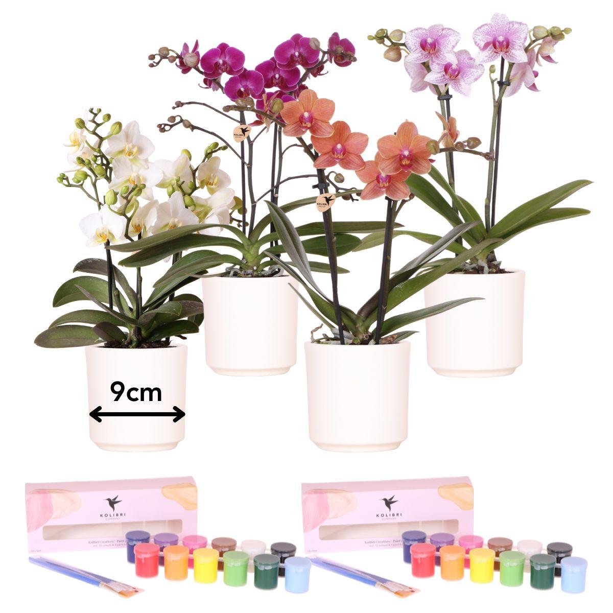 Verfpakket voor het schilderen van bloempotten + orchideeën