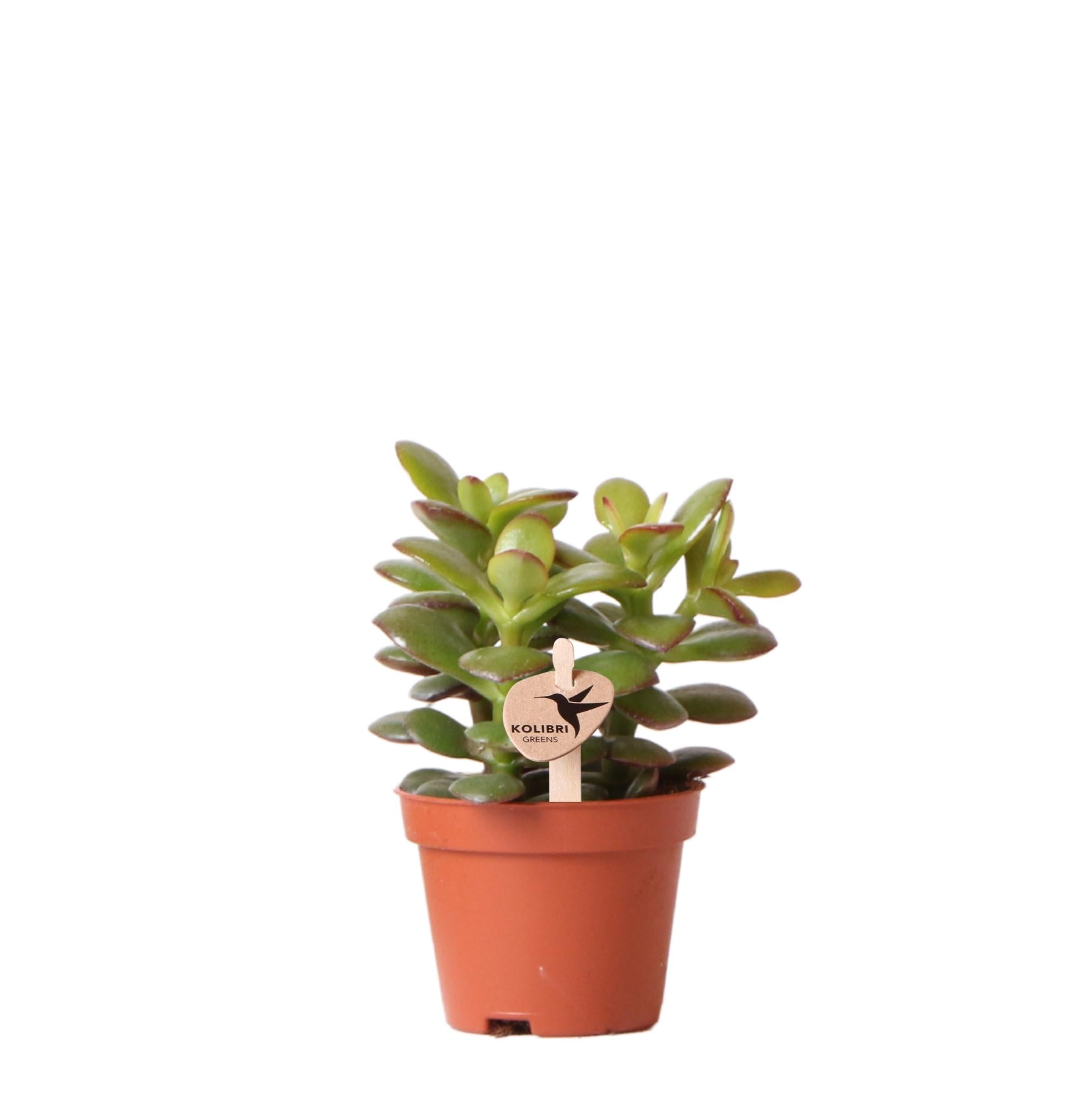 Jadeplant - Crassula Minor - Ø6cm