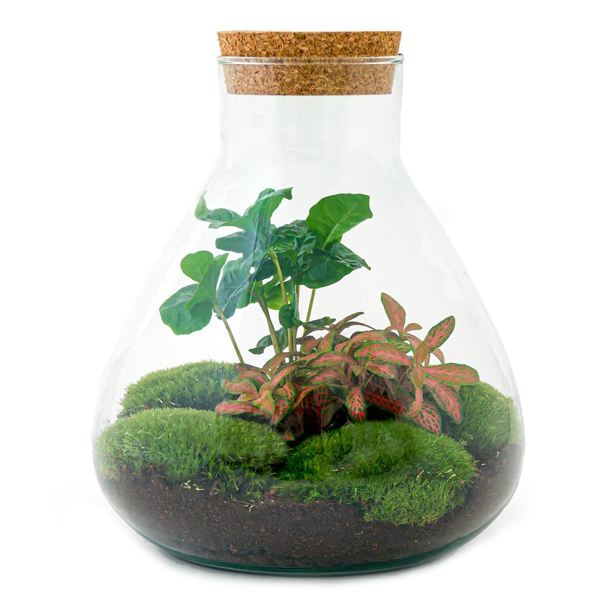 DIY terrarium - Sammie Koffieplant - ↕ 27 cm