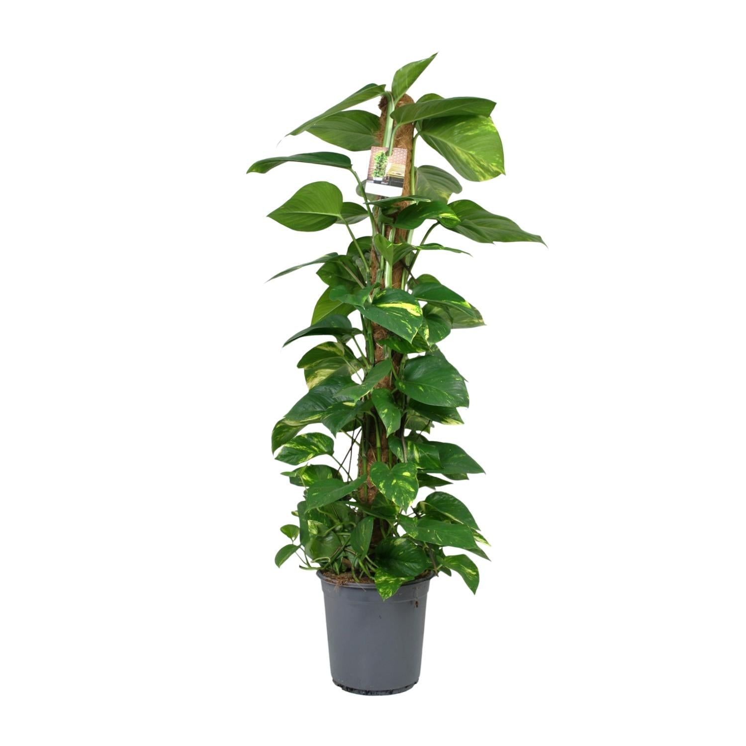 Drakenklimop - Scindapsus Epipremnum - Ø24cm - ↕120cm