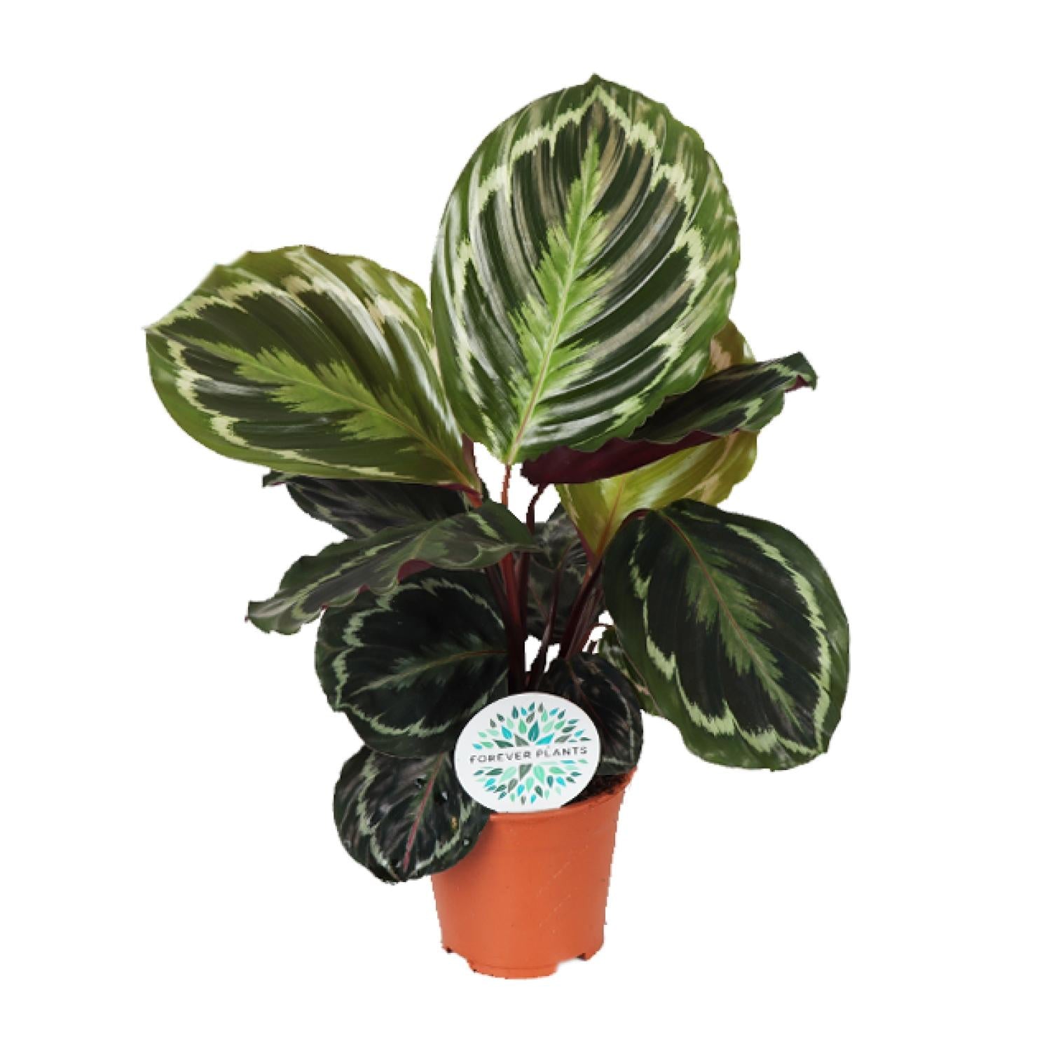 Pauwenplant - Calathea Medallion - Ø14cm - ↕45cm