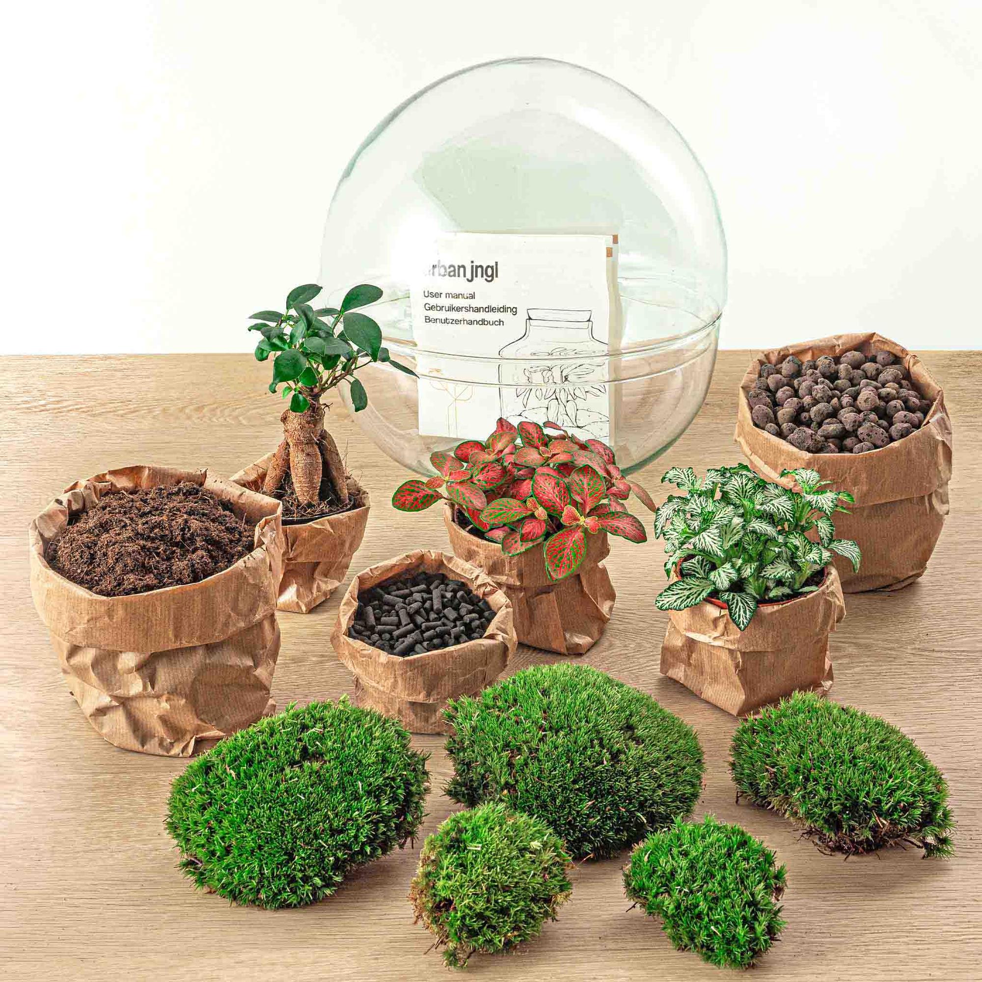 Everspring DIY terrarium maken set met planten, mos, aarde en glazen terrarium bol