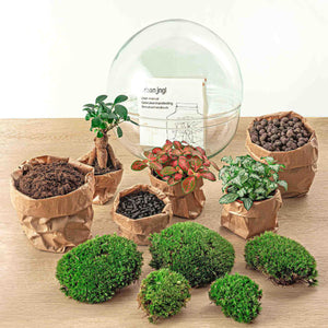 Everspring DIY terrarium maken set met planten, mos, aarde en glazen terrarium bol