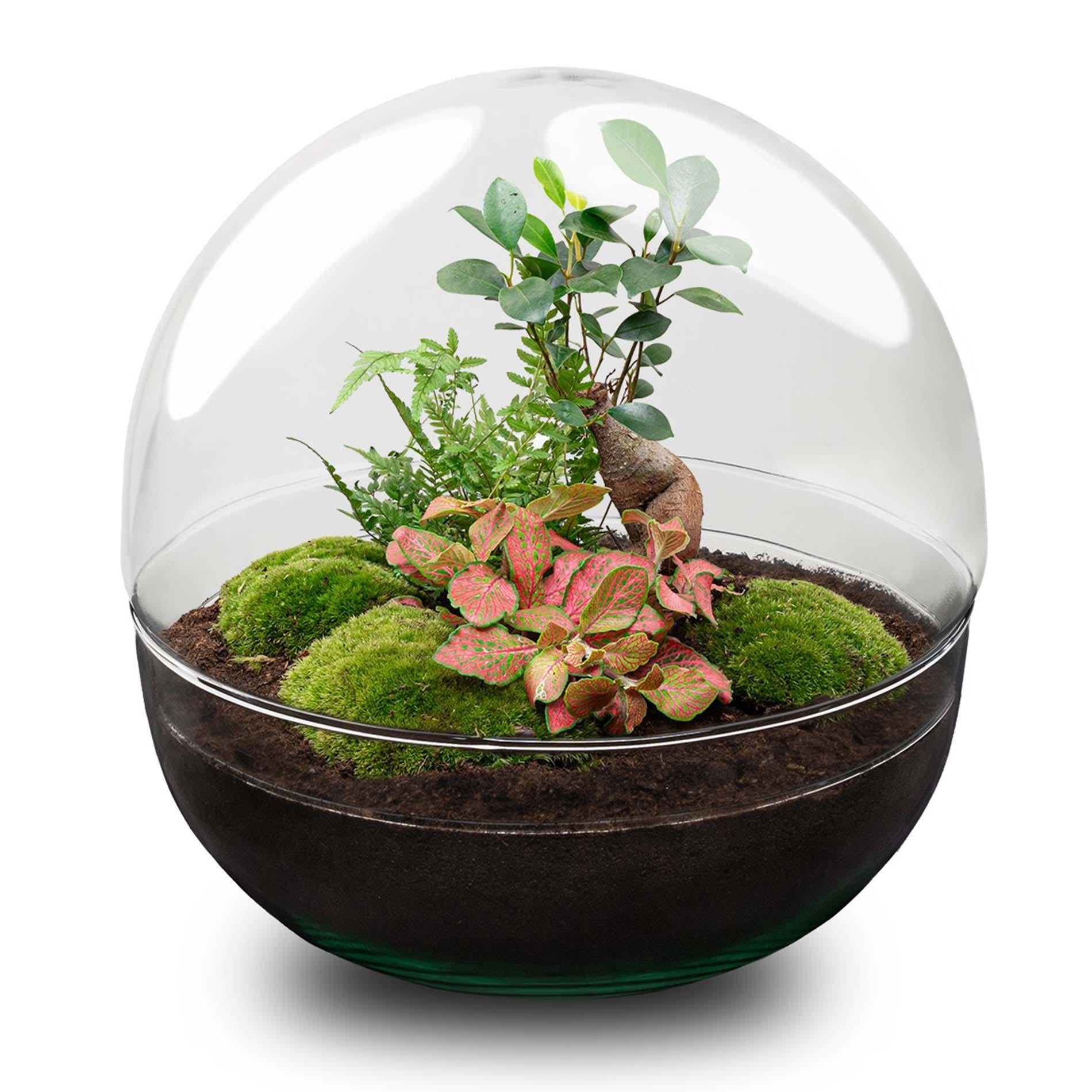 Everspring plantenset in glazen bol voor DIY terrarium maken met diverse groene planten en mos