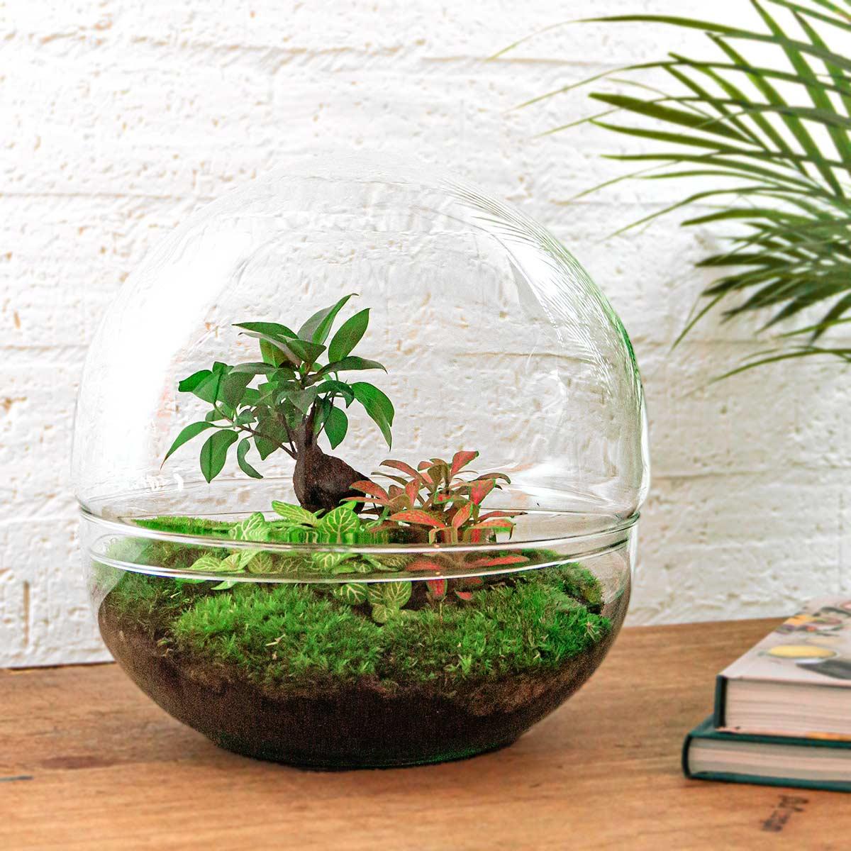 Everspring plant in een glazen bol perfect voor DIY terrarium maken met mos en kleine groene planten
