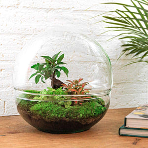 Everspring plant in een glazen bol perfect voor DIY terrarium maken met mos en kleine groene planten