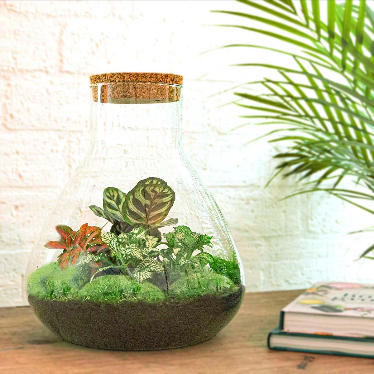 Everspring plant terrarium in glazen vaas met kurkdeksel en diverse groene en rode planten