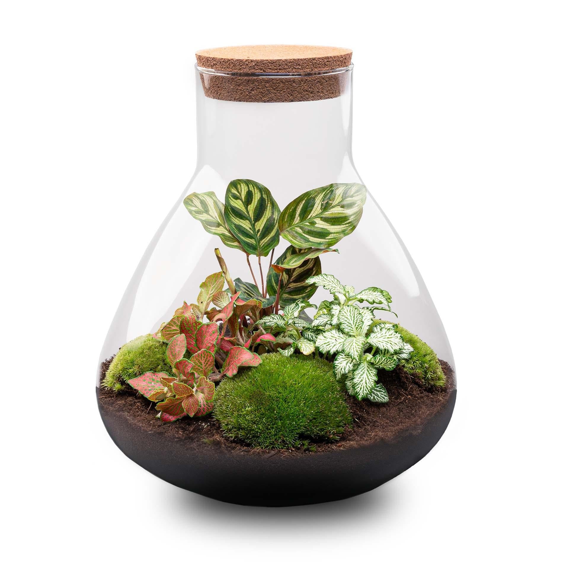Everspring glazen terrarium met verschillende groene en rode planten en mos in gesloten pot