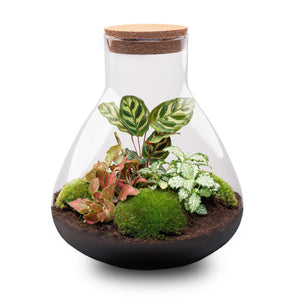 Everspring glazen terrarium met verschillende groene en rode planten en mos in gesloten pot