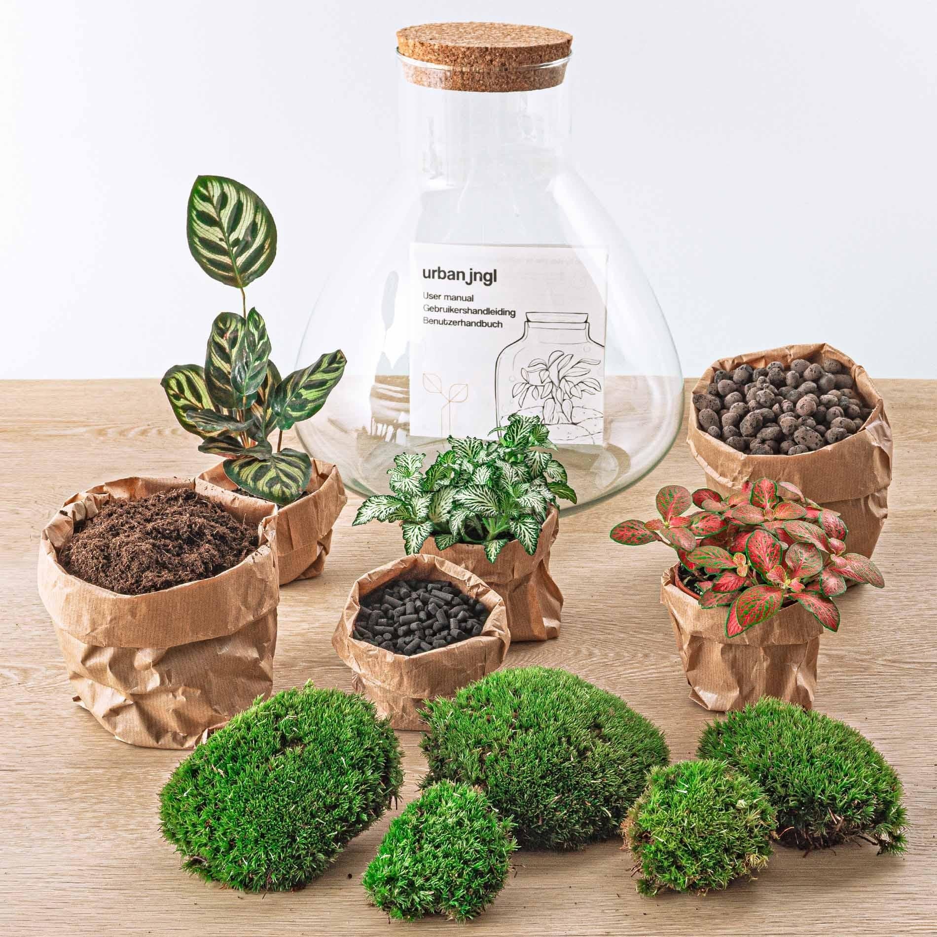 Everspring plantenset met diverse groene planten, aarde en accessoires voor binnenhuis