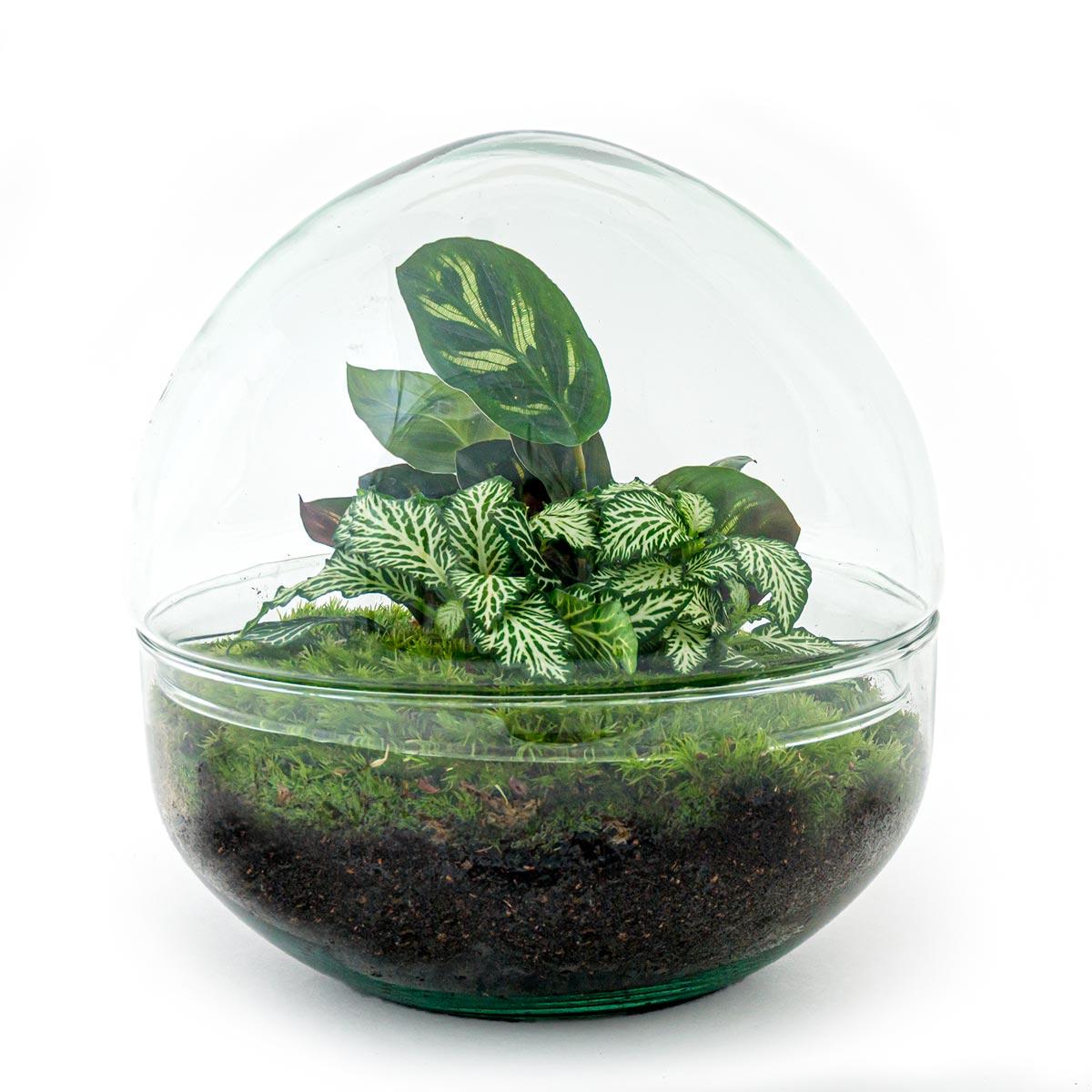 Everspring decoratieve plant in glazen terrarium met groene bladeren en mos op witte achtergrond