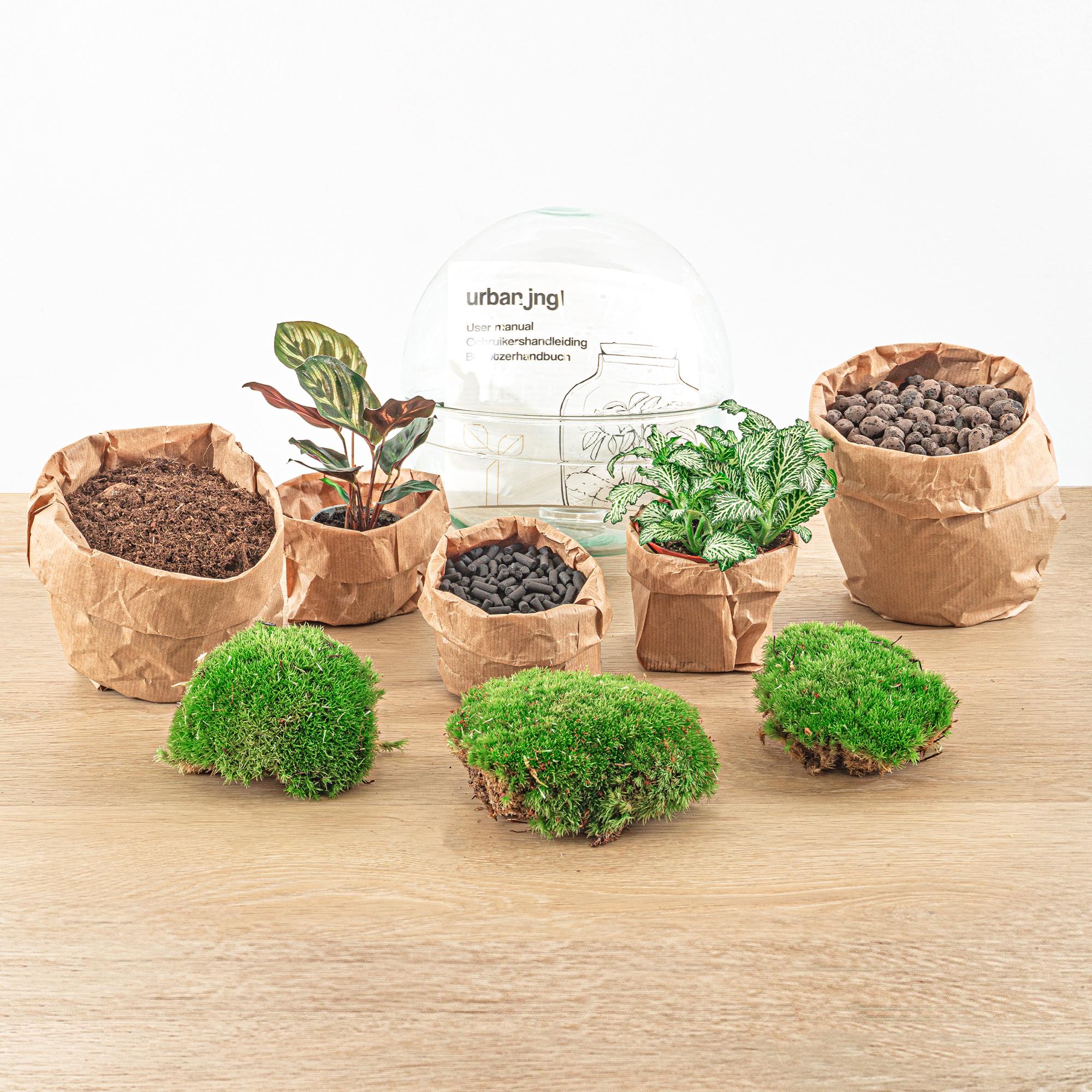 Everspring plantenset met verschillende groene planten, mos en potgrond in bruine papieren zakken