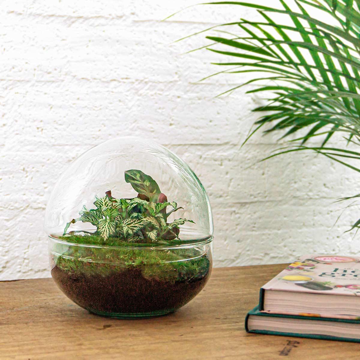Everspring glazen terrarium met groene kamerplanten op houten tafel naast stapel boeken