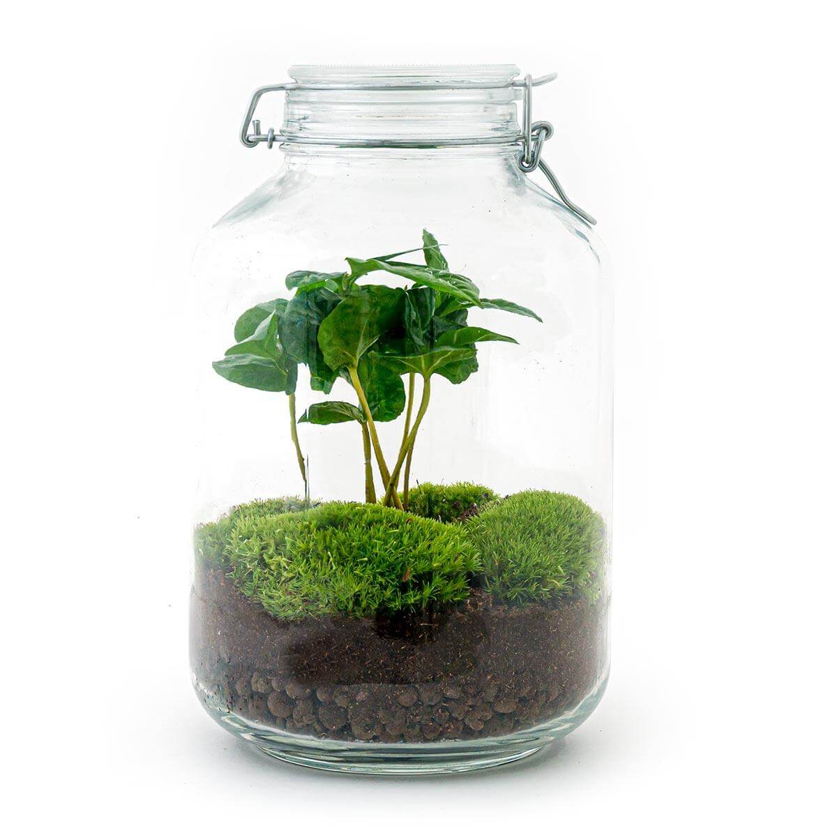 Everspring DIY terrarium kopen met groene planten en mos in glazen pot voor interieurdecoratie