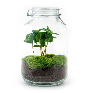 Everspring DIY terrarium kopen met groene planten en mos in glazen pot voor interieurdecoratie