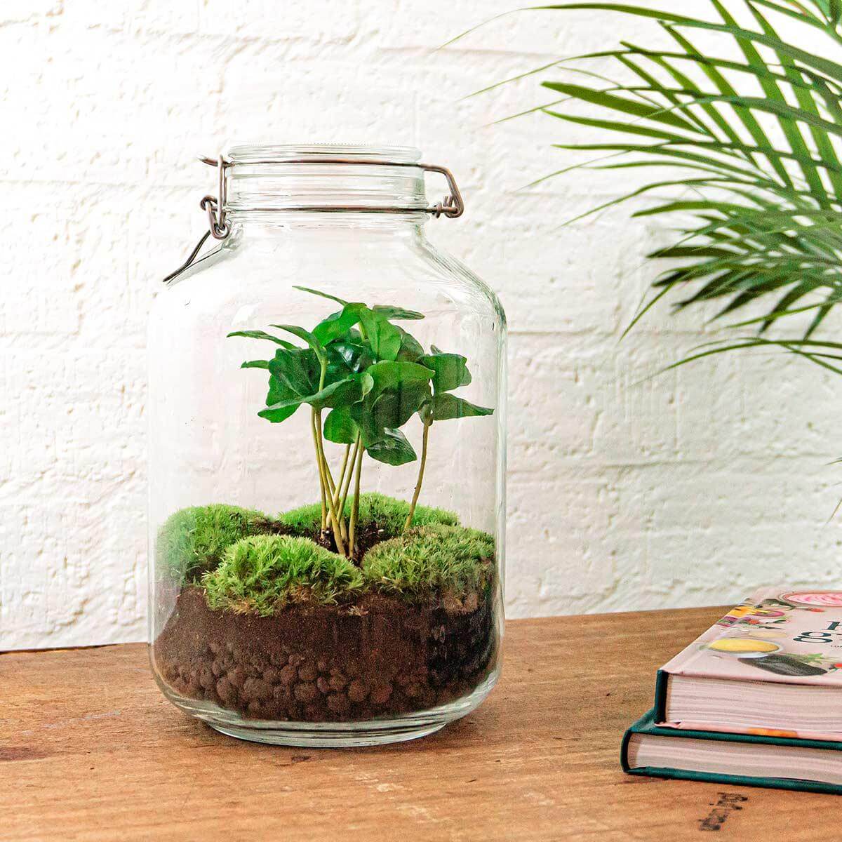 Everspring glas pot met groene plant en mos voor DIY terrarium kopen op houten tafel