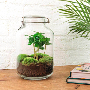 Everspring glas pot met groene plant en mos voor DIY terrarium kopen op houten tafel