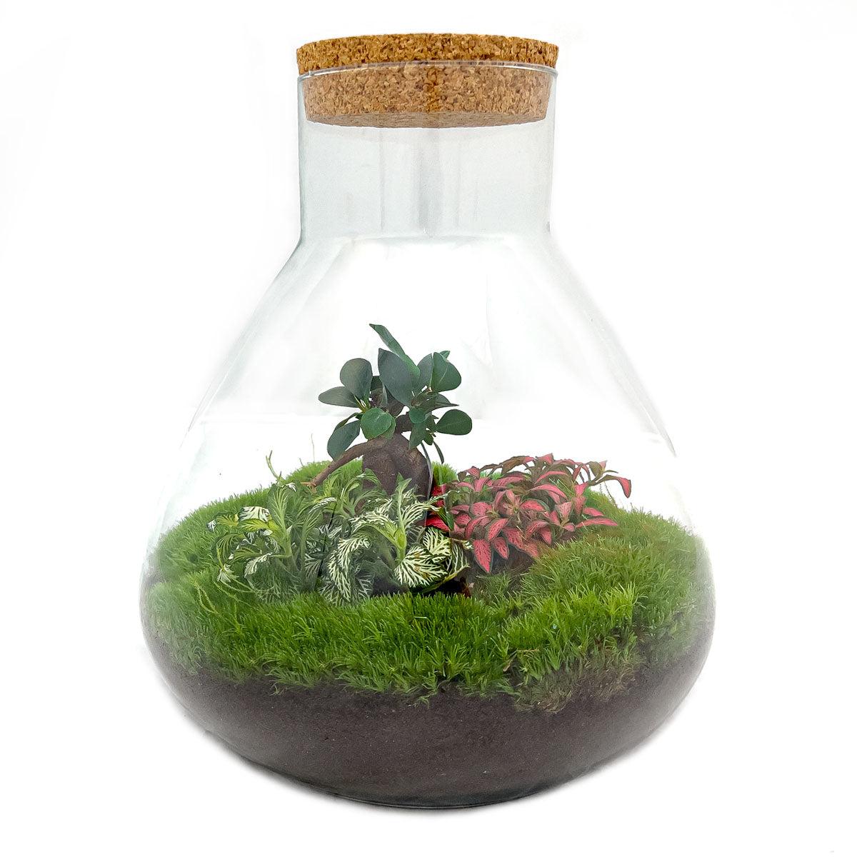 Everspring glazen terrarium met groene en rode planten en mos met kurken deksel
