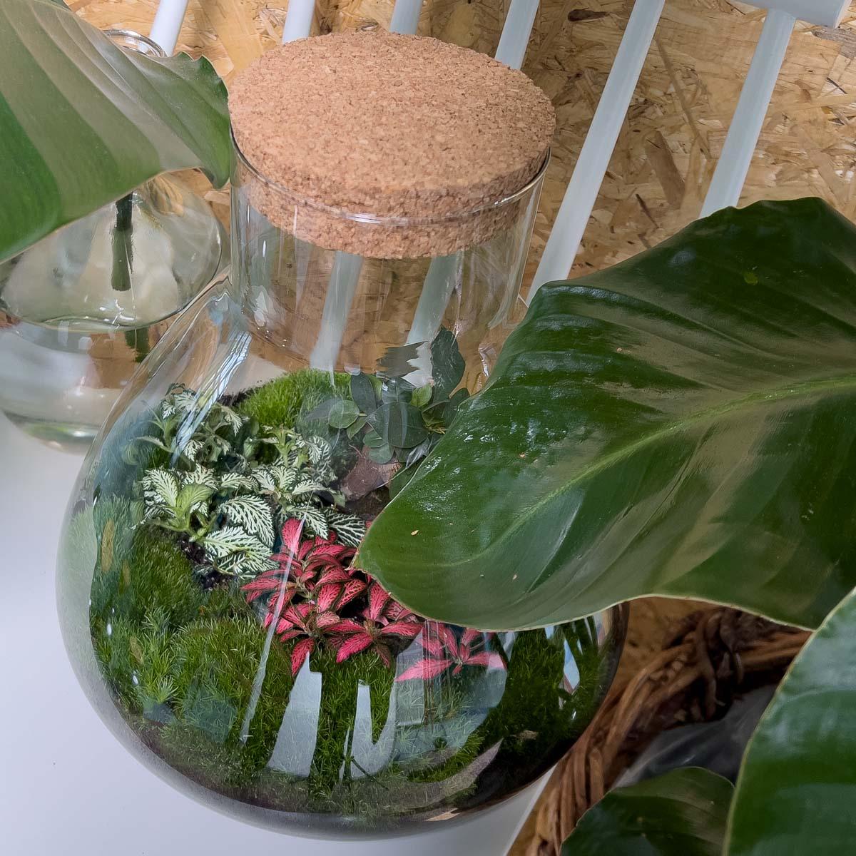 Everspring glazen terrarium met kurkdeksel en diverse groene en roze planten binnenin