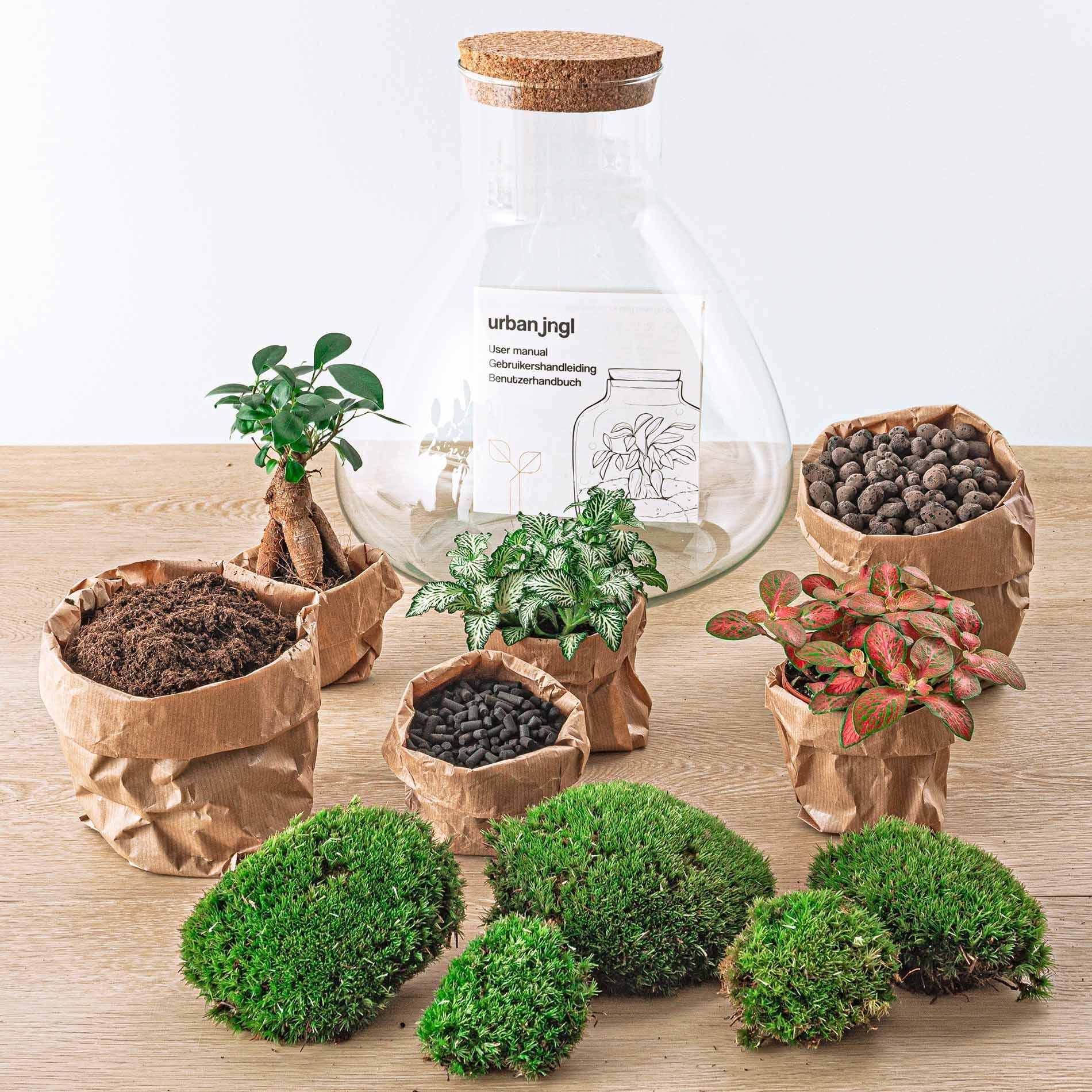 Everspring plant terrarium kit met diverse groene planten, mos en groeimaterialen op houten tafel