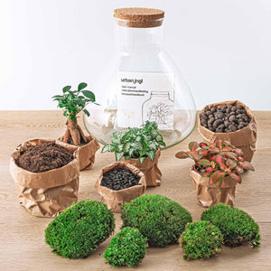 Everspring plant terrarium kit met diverse groene planten, mos en groeimaterialen op houten tafel