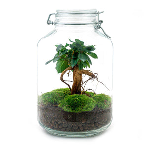 DIY terrarium Ficus Ginseng met groene bladeren en mos in glazen pot van Everspring
