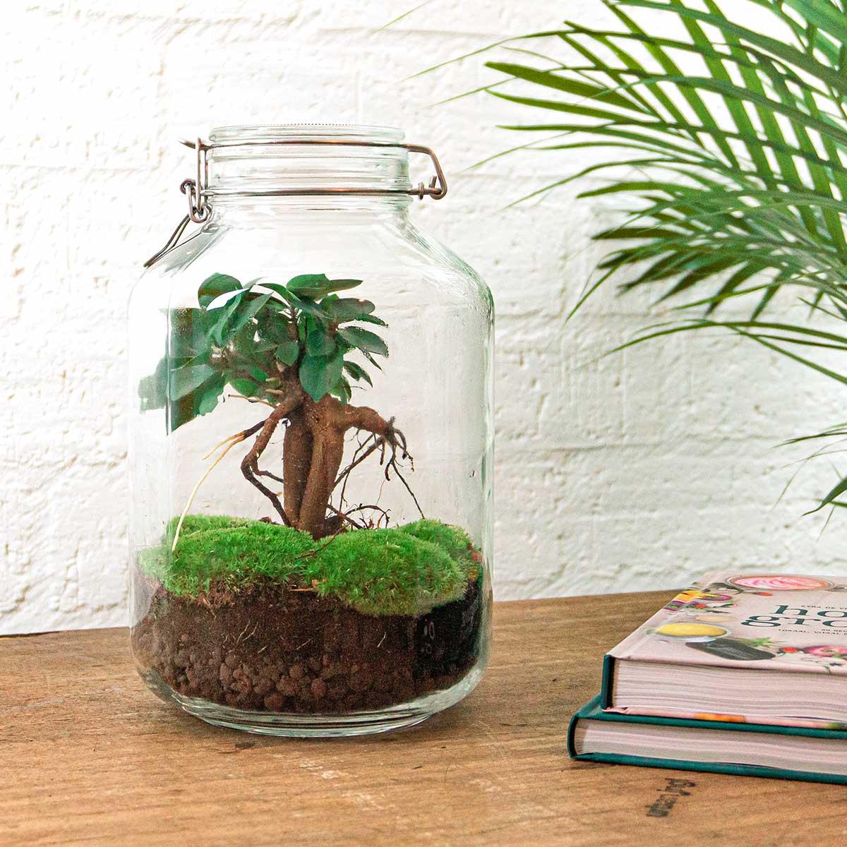 DIY terrarium Ficus Ginseng in glazen pot met mos op houten tafel bij boeken