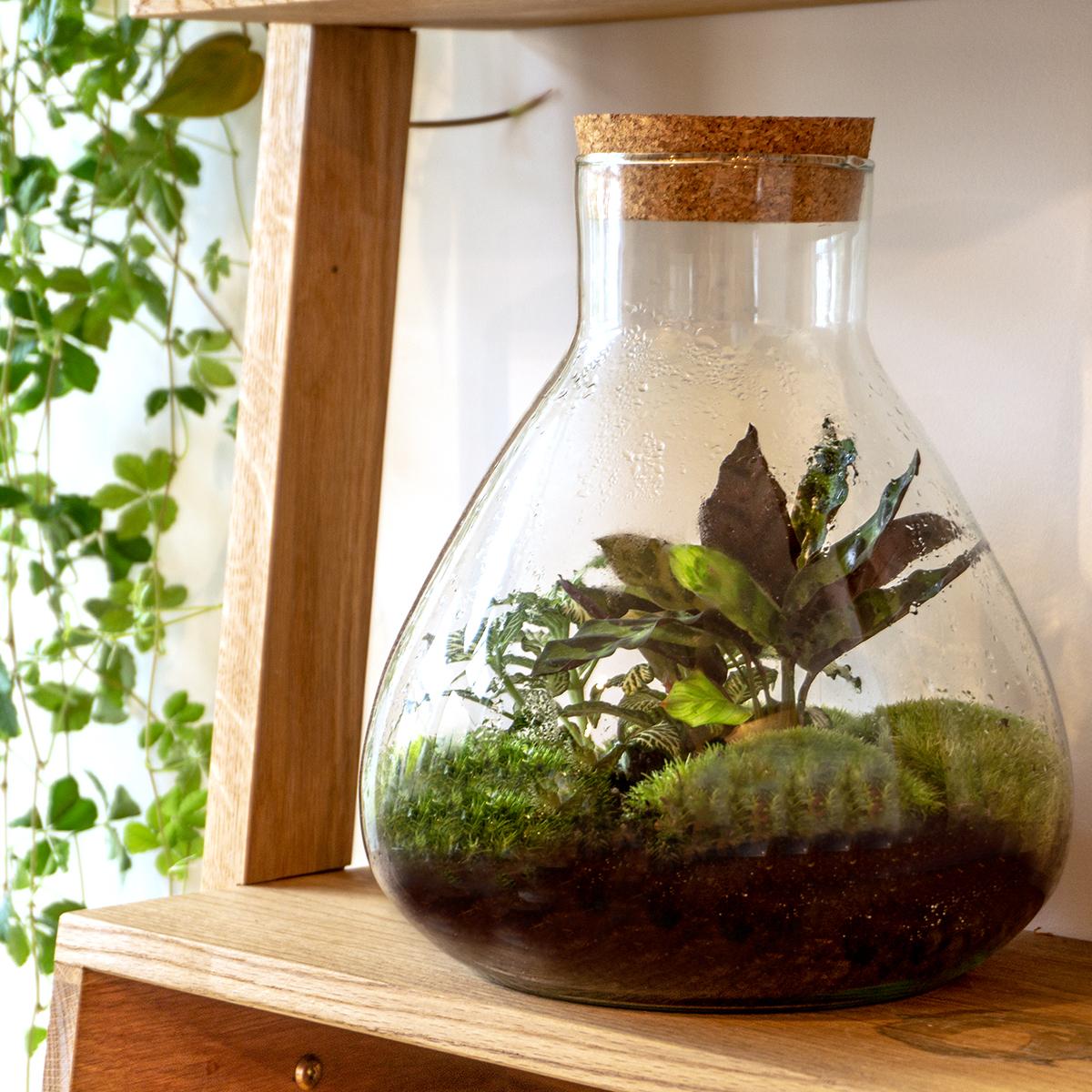 Everspring plant in glazen terrarium met mos en bladeren perfect voor DIY terrarium maken