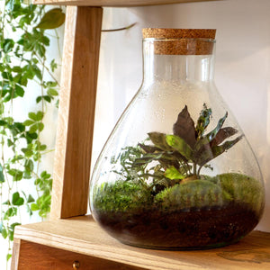 Everspring plant in glazen terrarium met mos en bladeren perfect voor DIY terrarium maken