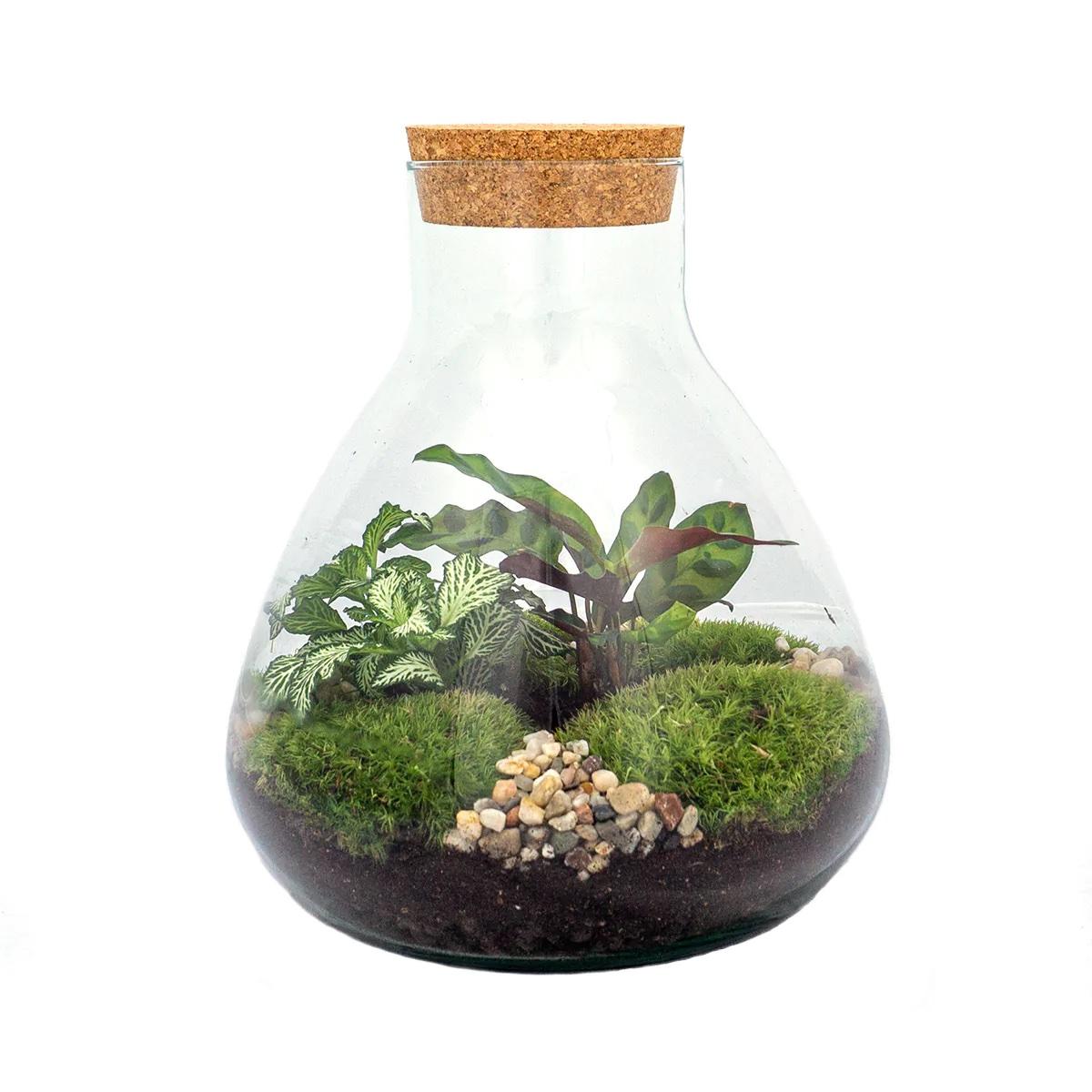 Everspring glazen terrarium met planten en mos voor DIY terrarium maken in huis