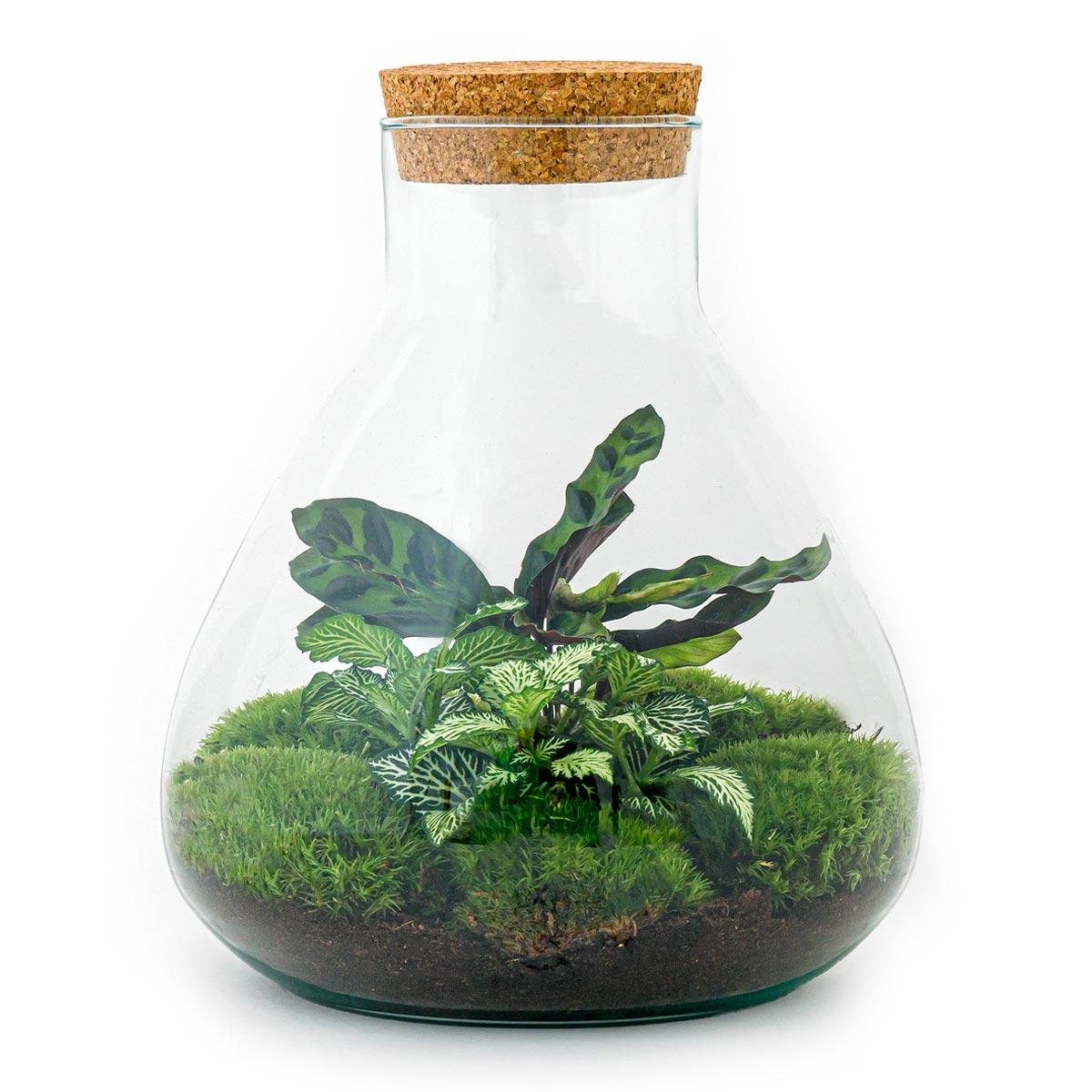 Everspring plant in glazen terrarium met mos en bladeren voor DIY terrarium maken