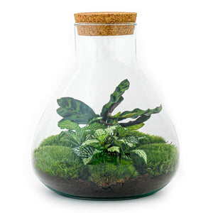 Everspring plant in glazen terrarium met mos en bladeren voor DIY terrarium maken