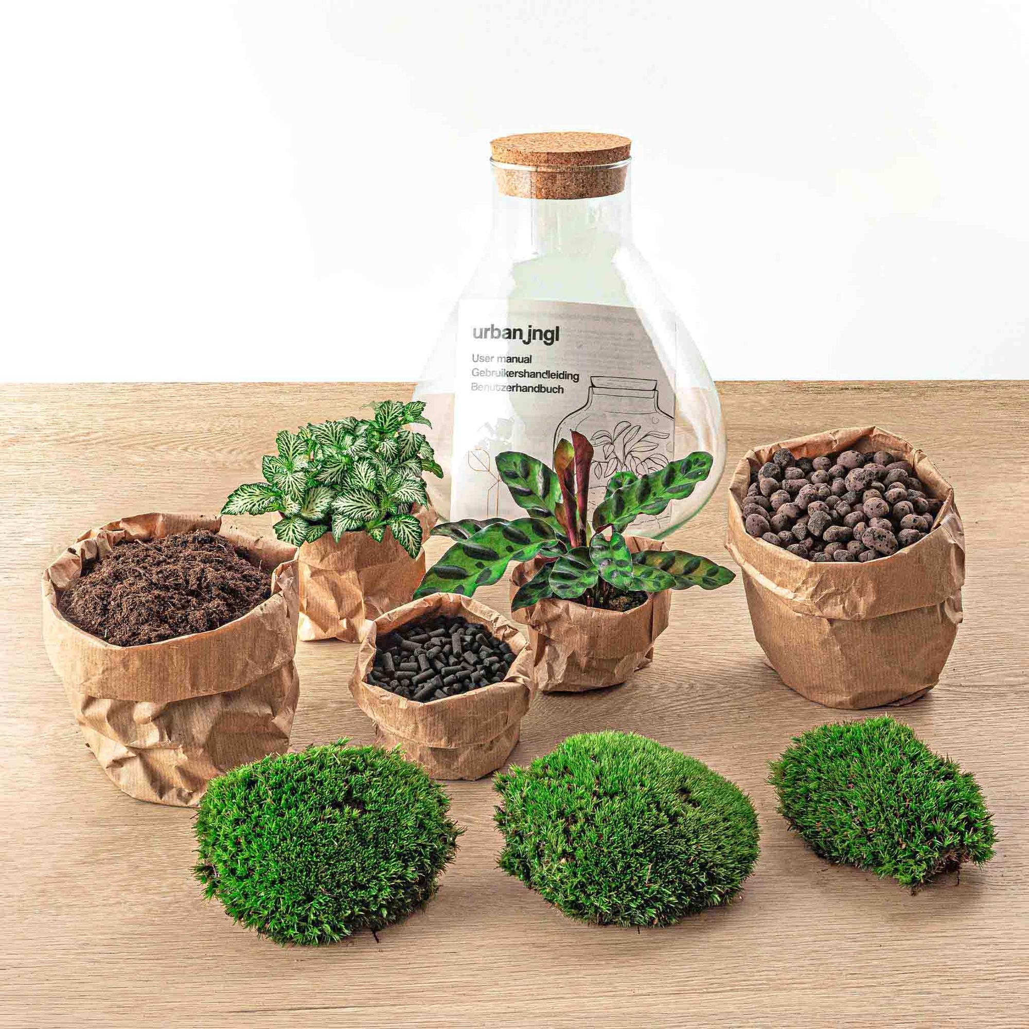 Everspring DIY terrarium maken kit met planten, mos, aarde en kleine sierstenen voor terrarium