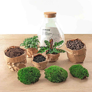 Everspring DIY terrarium maken kit met planten, mos, aarde en kleine sierstenen voor terrarium