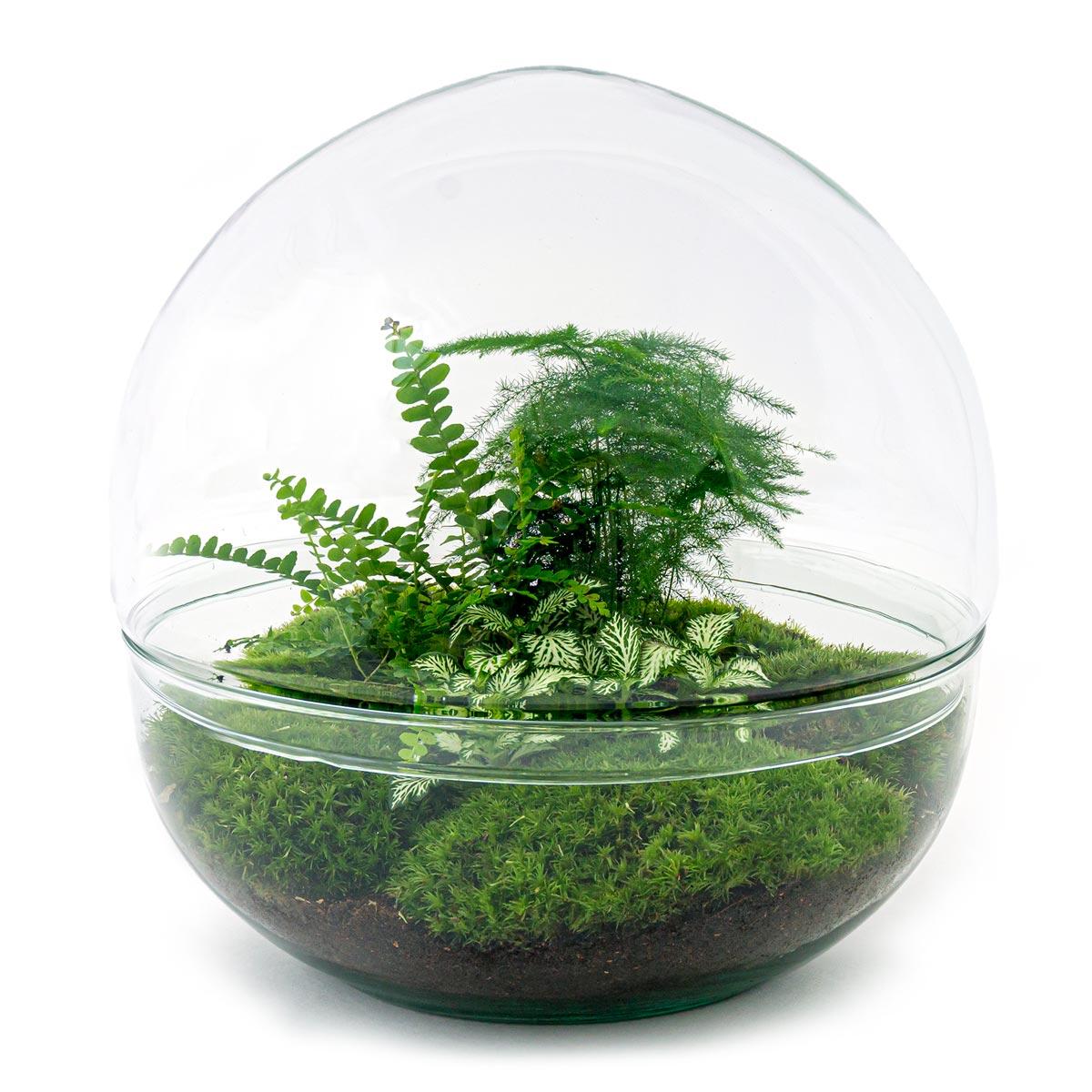 Everspring glazen terrarium met diverse groene planten en mos in een bolvormige container