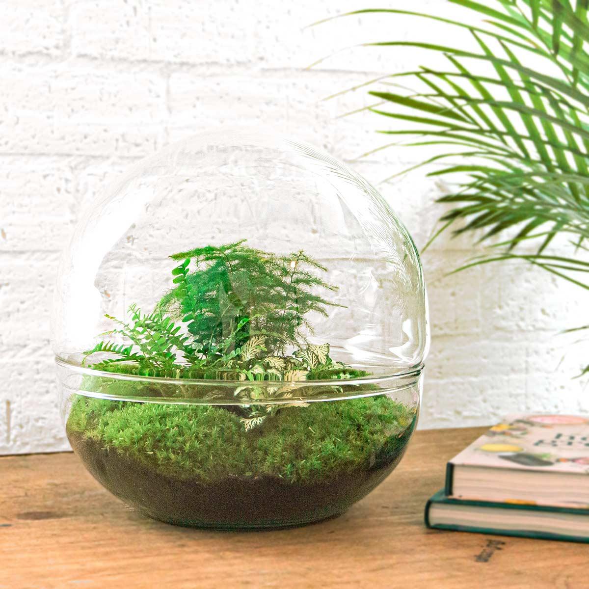 Everspring terrarium met groene varens en mos in glazen bol voor binnenhuisdecoratie