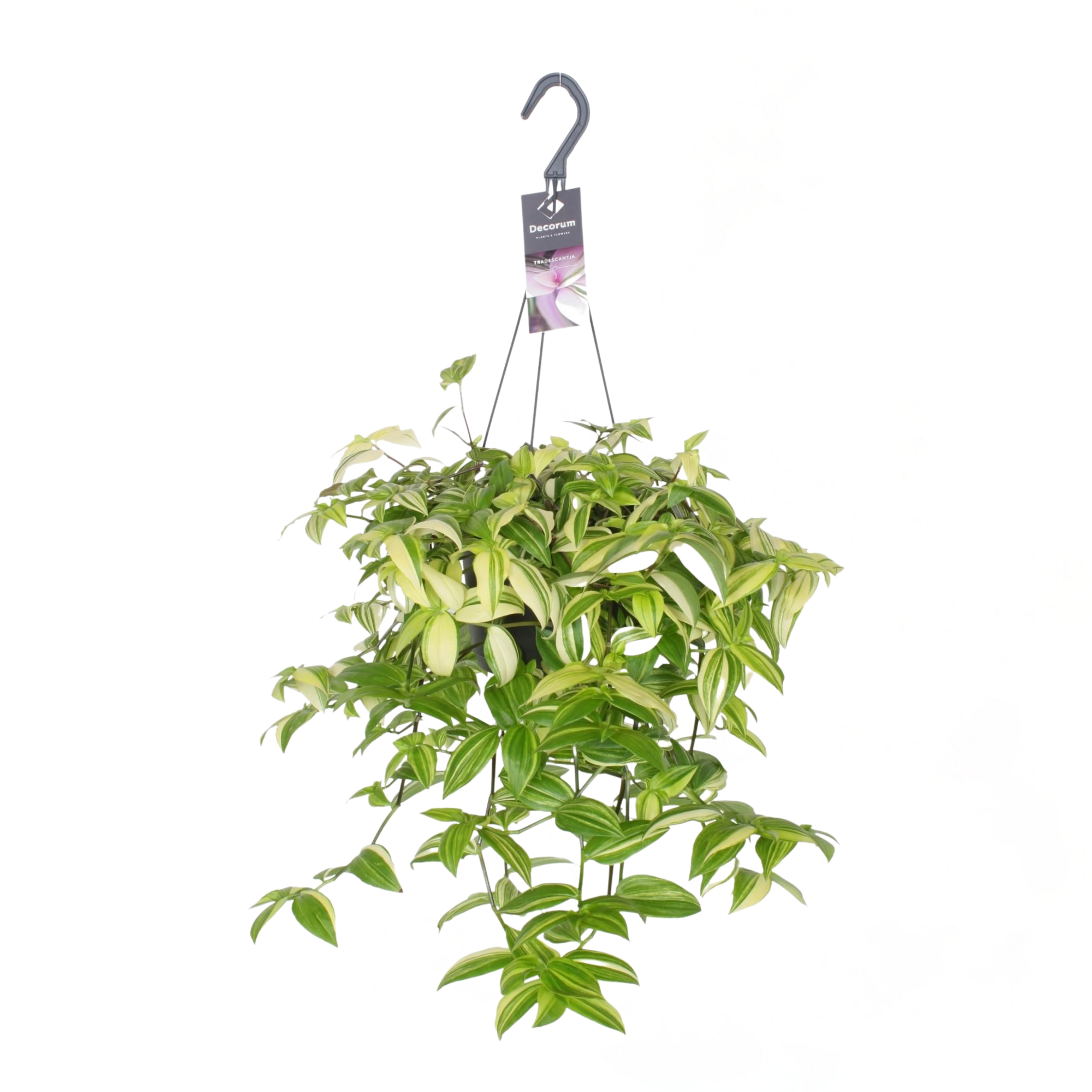 Everspring hangende groene en gele vaderplant kopen met stevige bladeren en decoratieve haak