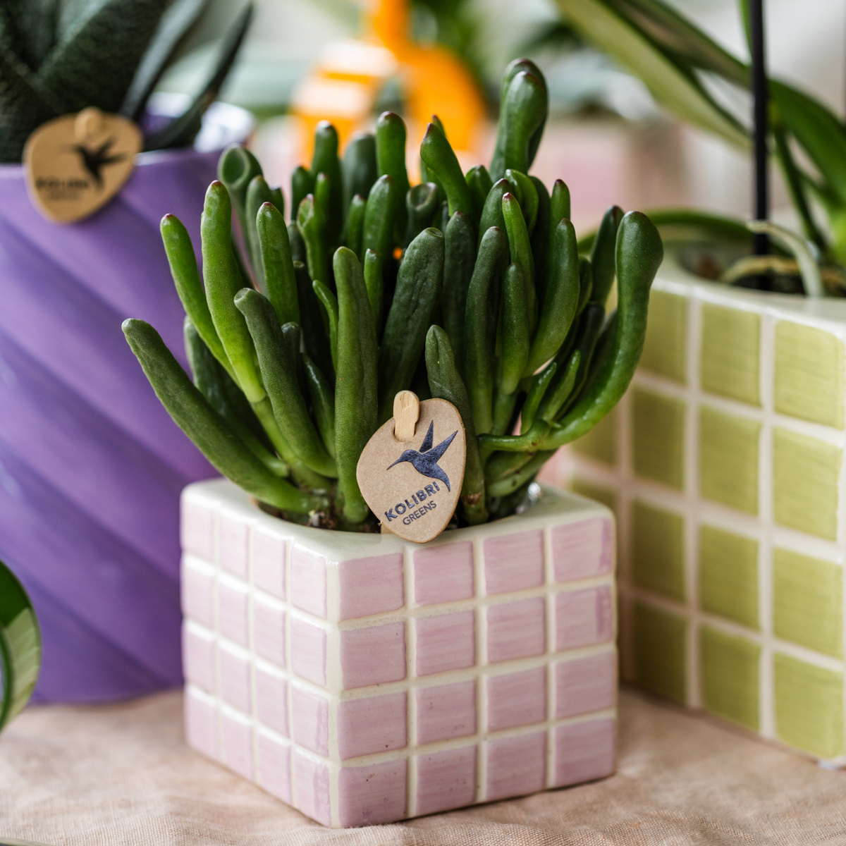 Everspring pot met vierkante roze tegels en groene vetplant voor binnenhuisdecoratie