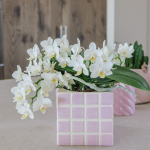 Everspring roze keramische pot met witbloeiende orchidee perfect voor binnenplantdecoratie