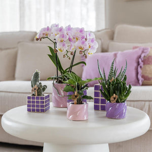 Everspring paarse en roze decoratieve potten met verschillende planten en orchideeën op een witte tafel